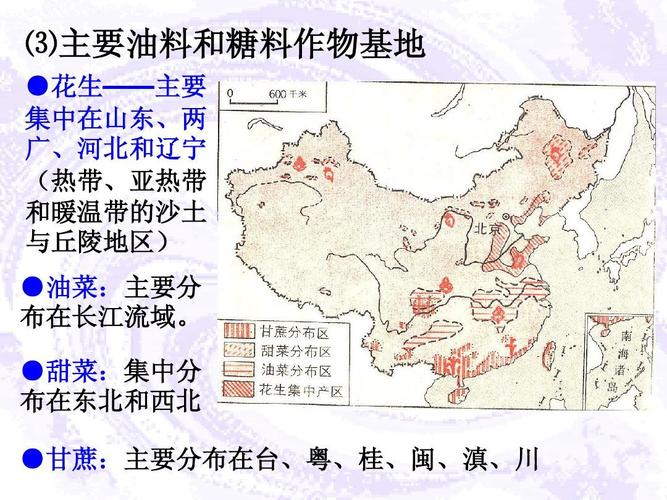 第六講:中國(guó)農(nóng)業(yè)ppt 高中地理 課件 圖文并茂 ⑶主要油料和糖料作物