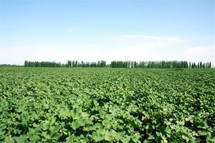 農業專家 想要投資農業 先來學學農業知識