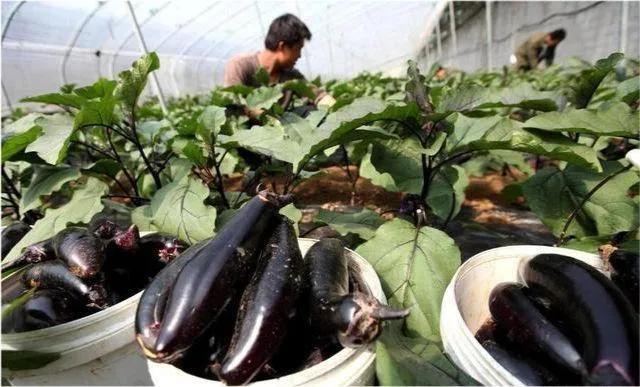 靠規(guī)模經(jīng)營(yíng)的大田作物,比如糧食,油料,糖料等,效益不高的問(wèn)題最為明顯