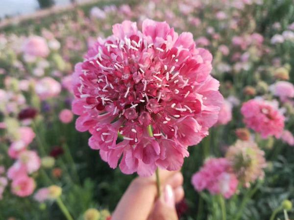 高甜度糖料作物甜葉菊